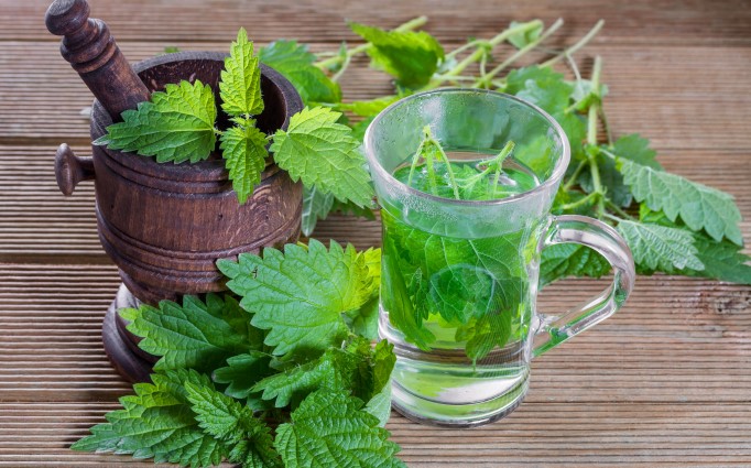 Top Eight Health Benefits of Stinging Nettle Powder