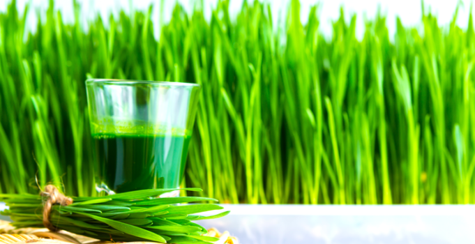 Top Eight Health Benefits of Wheat grass