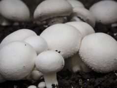 A KMTC Don Quits Classes To Claim Fortunes In Mushroom Farming