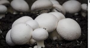 A KMTC Don Quits Classes To Claim Fortunes In Mushroom Farming