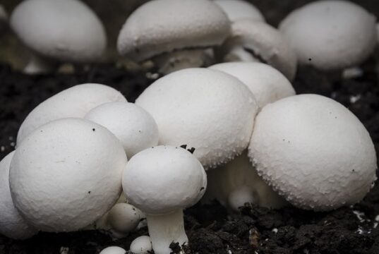 A KMTC Don Quits Classes To Claim Fortunes In Mushroom Farming