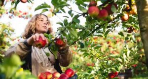Apple picking JOBS in Canada
