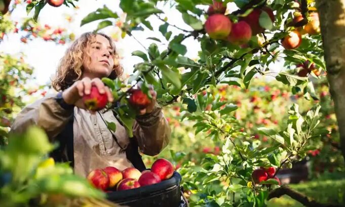 Apple picking JOBS in Canada