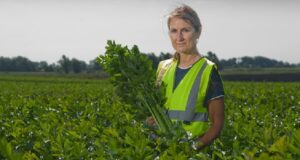 Spinach Picking Jobs in Canada
