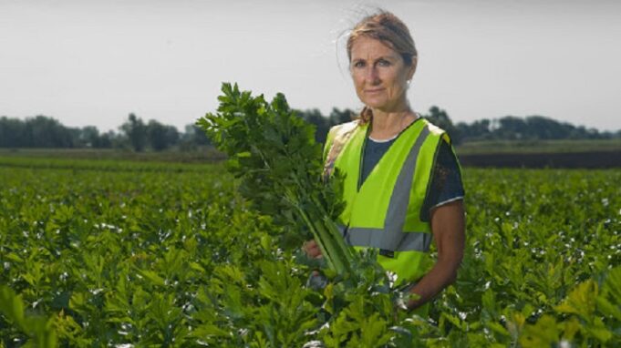 Spinach Picking Jobs in Canada