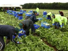 Vegetable Pickers and Packers Wanted Urgently in Canada