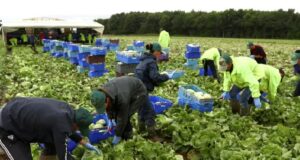 Vegetable Pickers and Packers Wanted Urgently in Canada