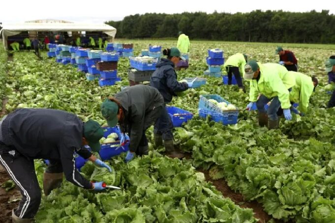 Vegetable Pickers and Packers Wanted Urgently in Canada